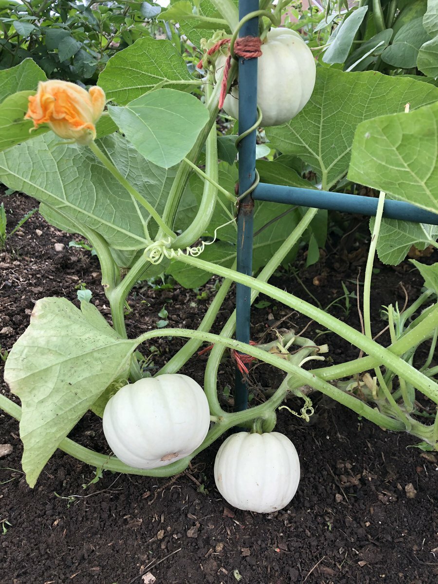 Baby Boo Pumpkin Seeds | Untreated White Mini Little Gourd Fall Squash Seed 2023