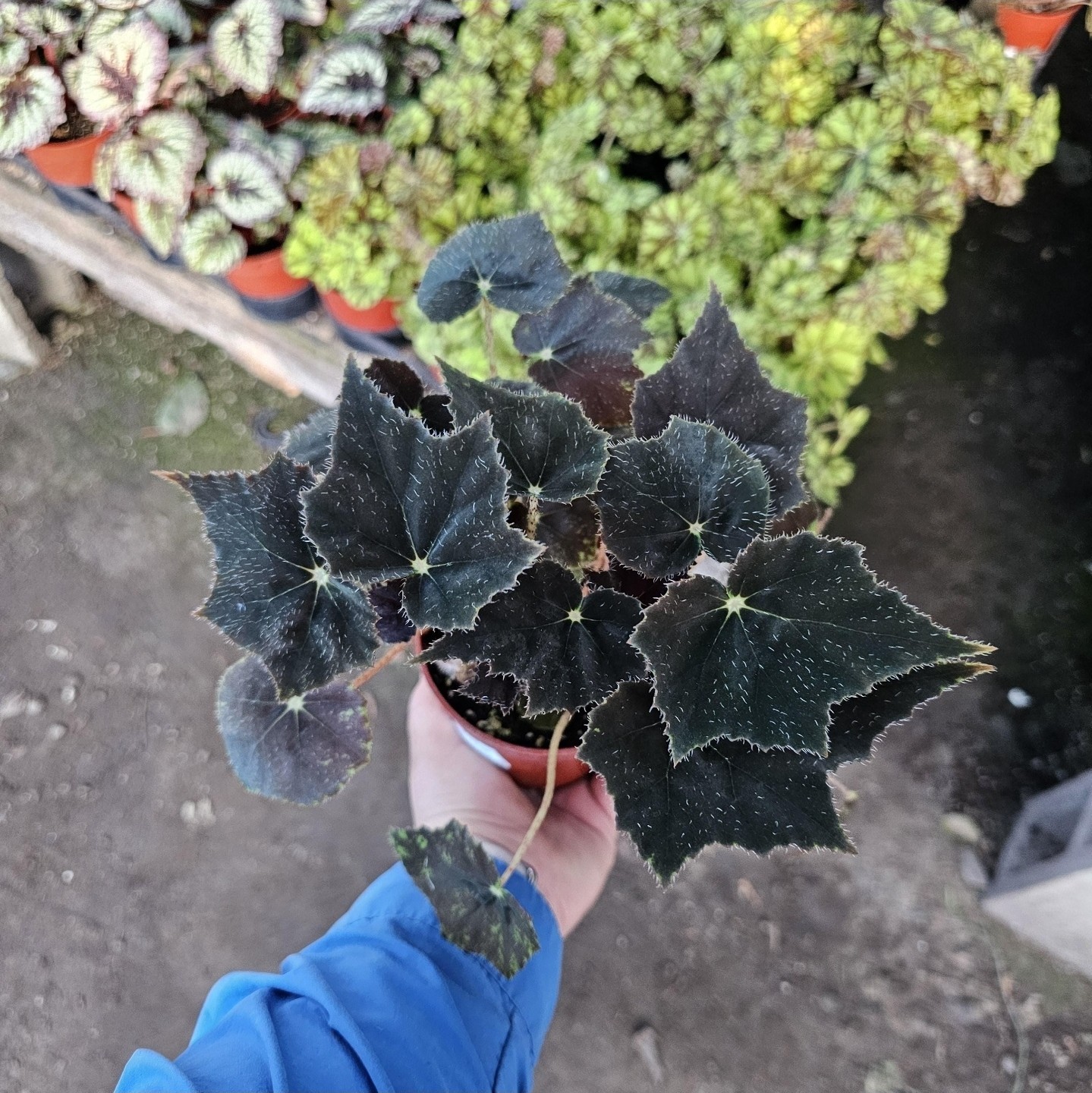 Begonia Black Velvet | Begonia bowerae ‘Black Velvet’ | 4-Inch Pot | Fuzzy Leaf