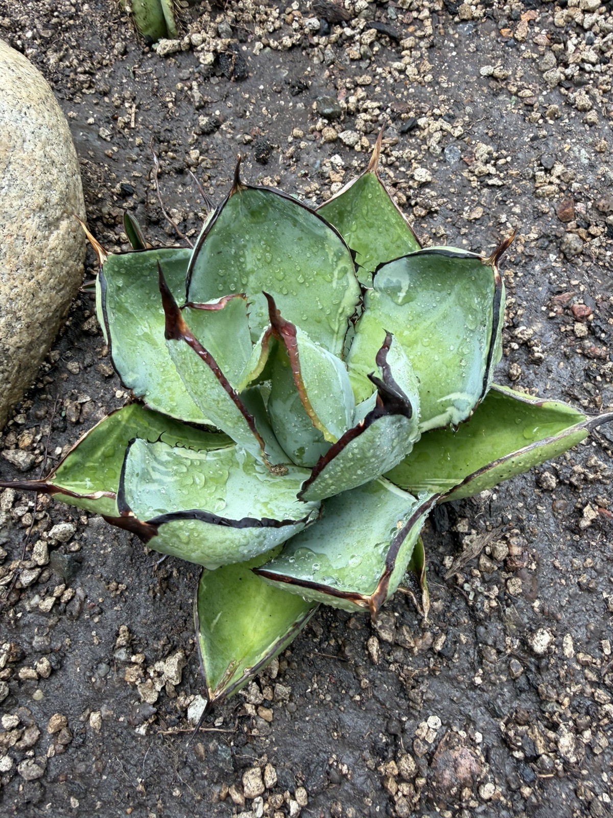 Agave Titanota ‘Juggernaut’ Variegated black and blue