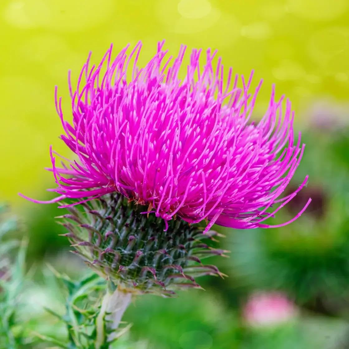300+ Milk Thistle Seeds – Non-GMO Heirloom Silybum Marianum, Medicinal Purple