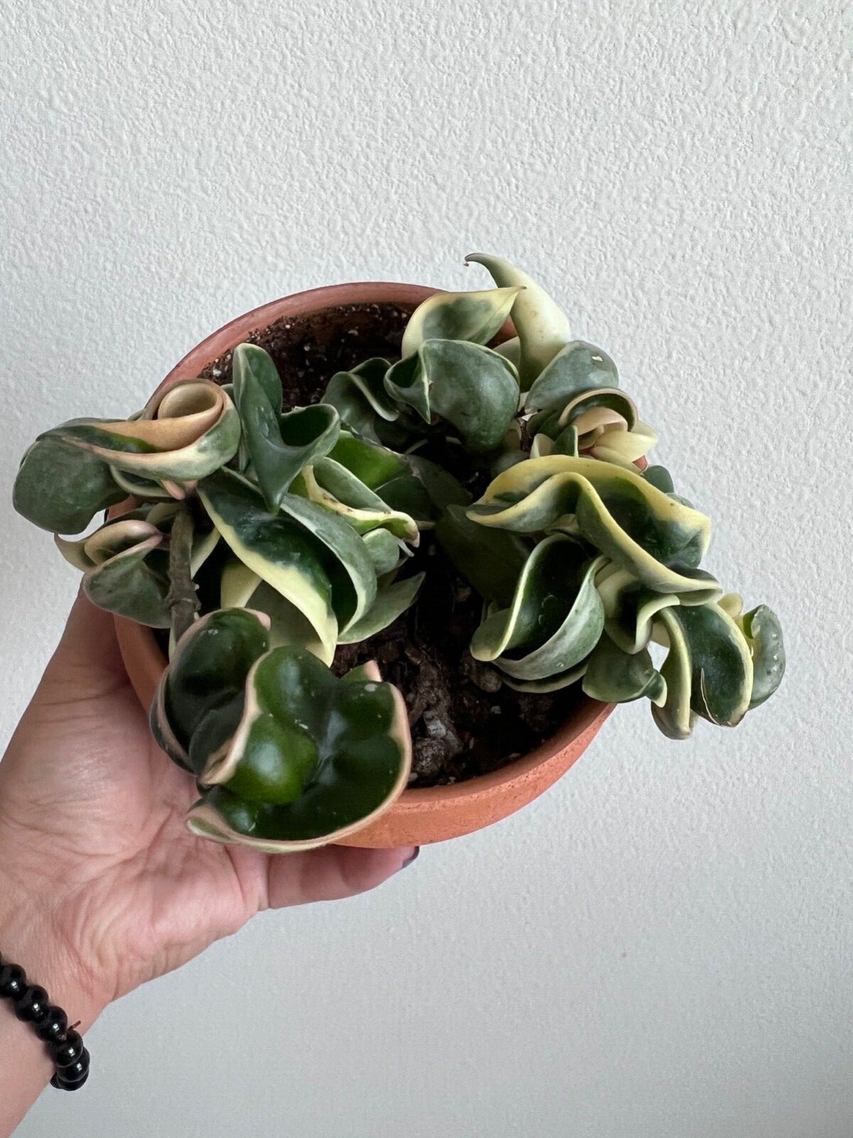 Variegated Hindu Rope, 4 inch Rare Hoya Compacta Carnosa, Very Rare Limited