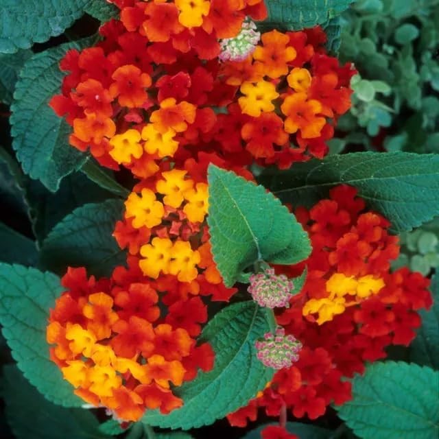 300+ Perennial Mix Lantana Camara Flowers Seeds – Planting Outdoors Home Gardens