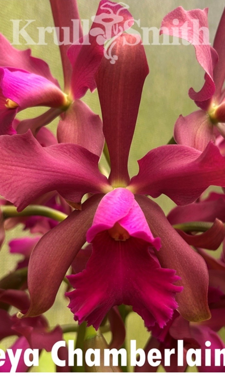 Cattleya Chamberlainiana