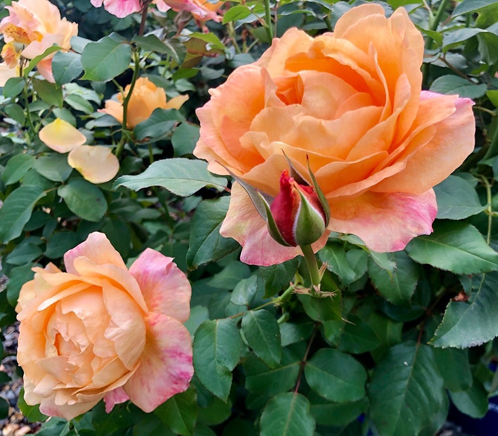 Maui Sunrise Rose Hybrid Tea Exceptionally Fragrant Striking Huge Blooms!!!