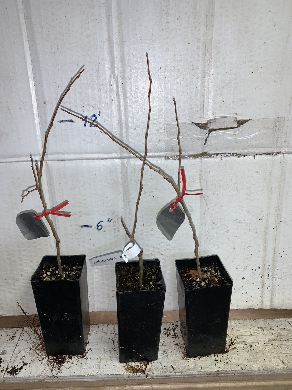 Chaenomeles Speciosa “Cameo” (Peach Flowering Quince) Rooted Plant
