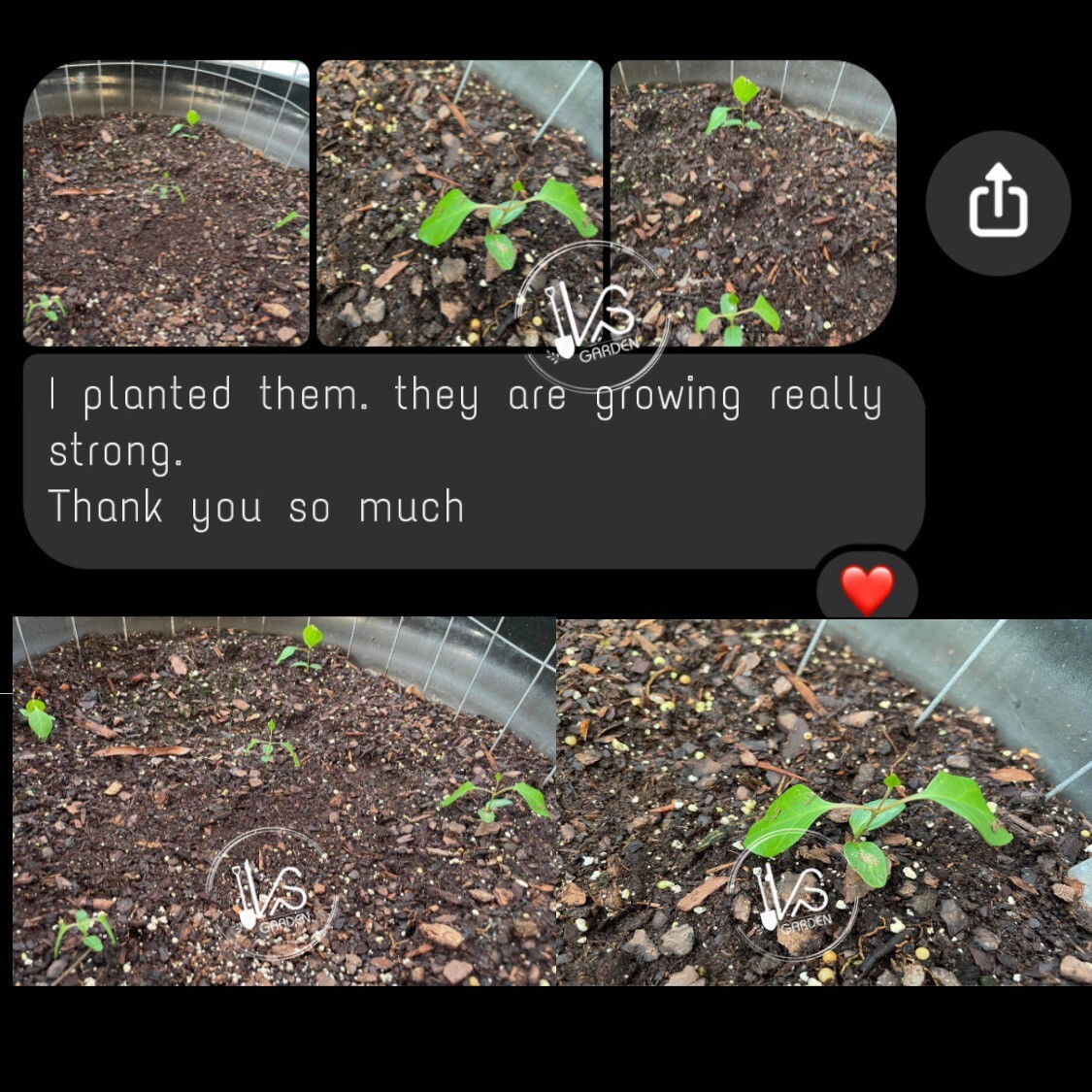 5 PCS RIVER LEAF VINE SEEDS , HAT LÁ GIANG |HIGH GERMINATION RATE 85%|