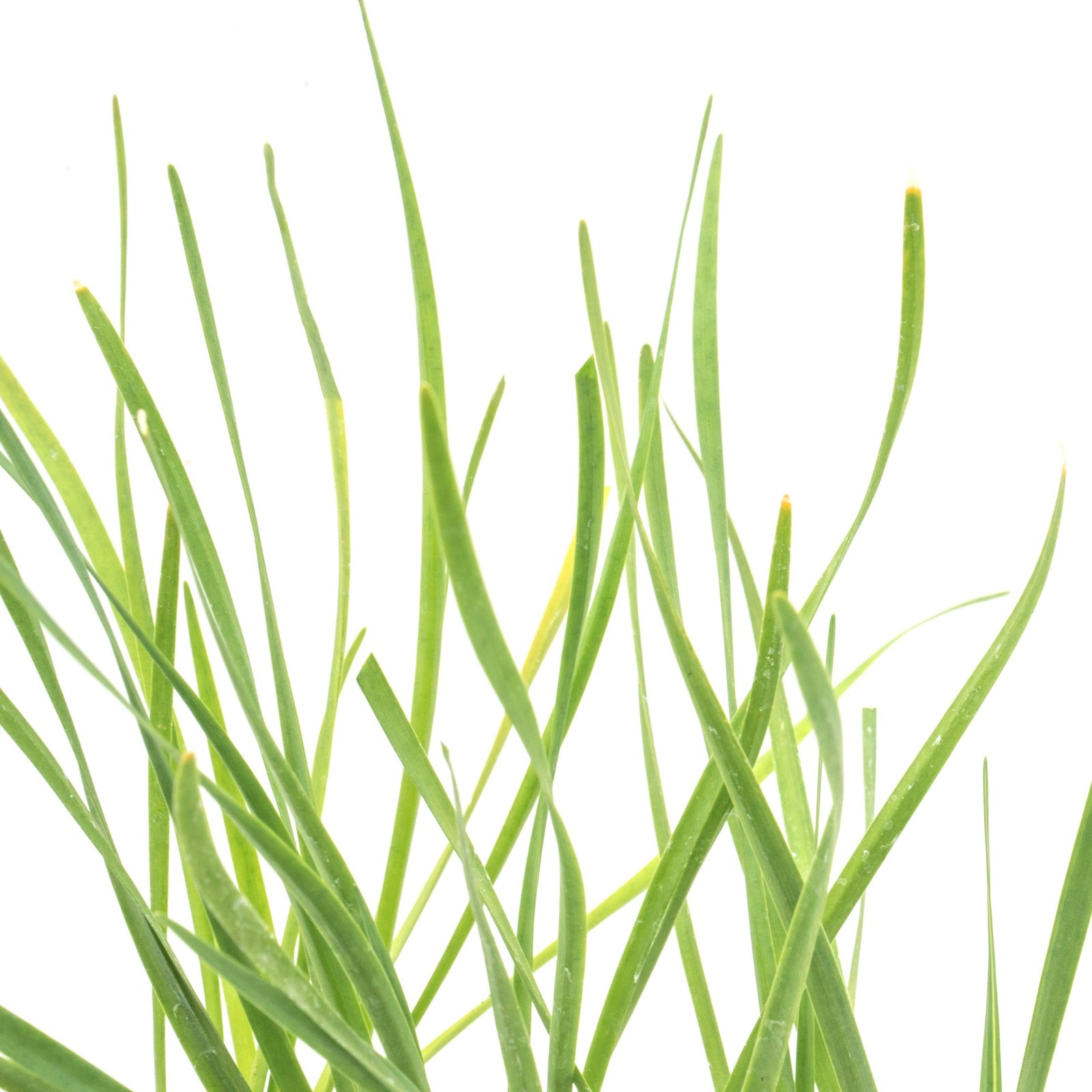 Society Garlic in 2.5” Nursery Cubes (Tulbaghia violacea) | Live Starter Plants