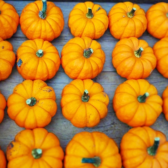 Munchkin Pumpkin Seeds – For 2025 Planting Mini Pumpkins Jack Be Little Ribbed