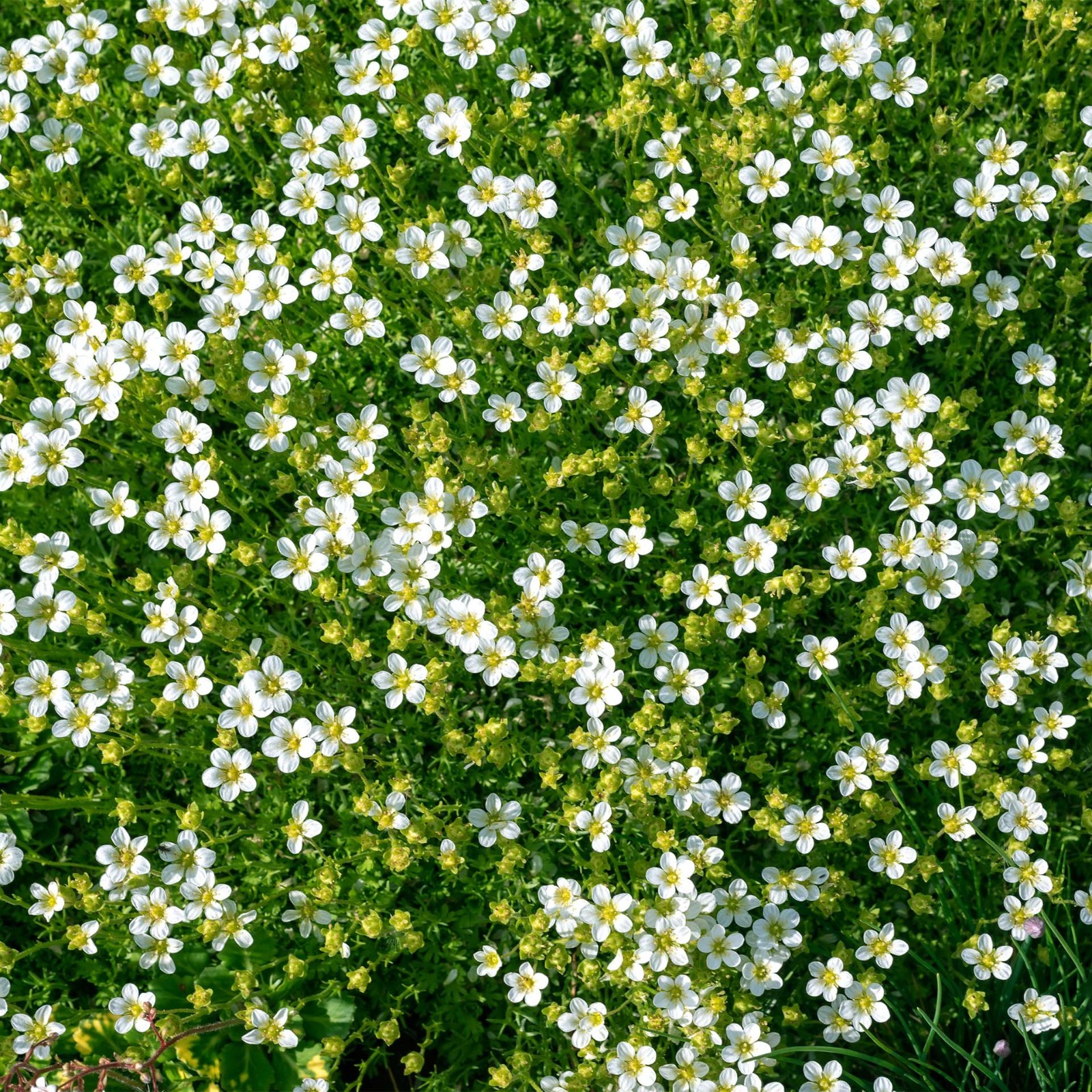 Irish Moss (Sagina subulata) in 2.5” Nursery Cubes, Dense Low-Growing Evergreen