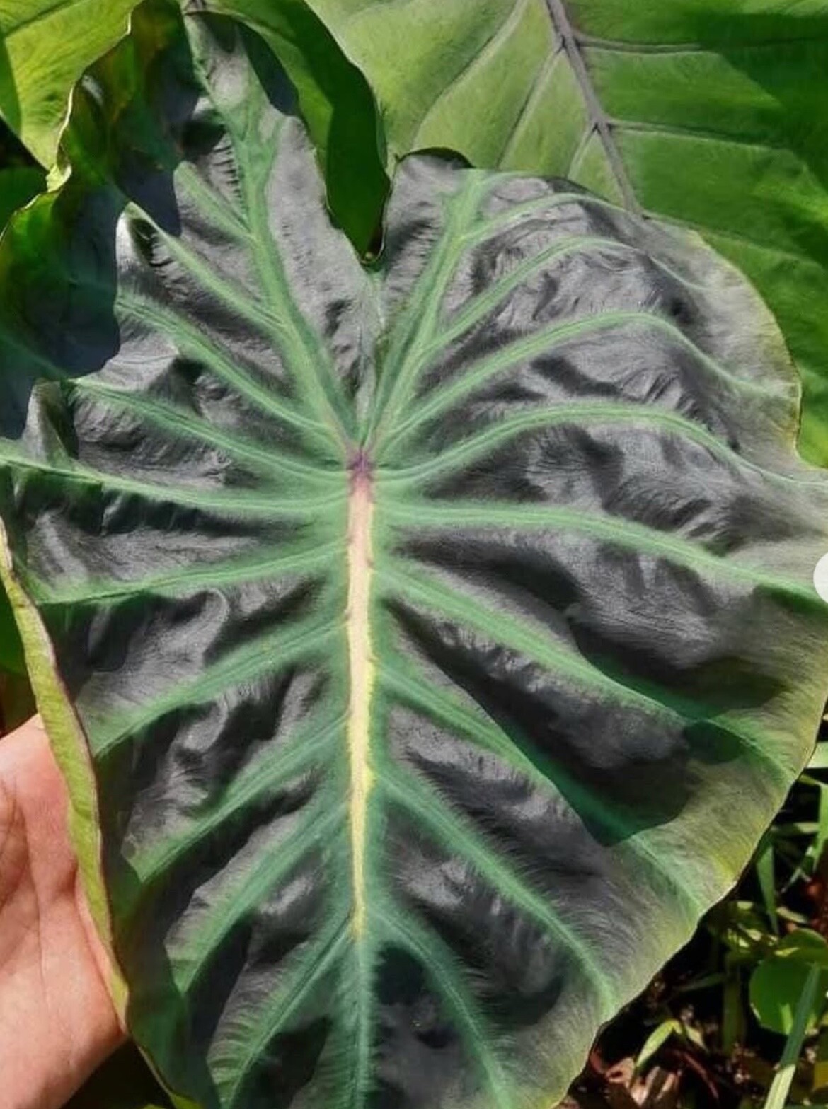 AUTHENTIC Colocasia Vishnu Heavens 1 bulbs