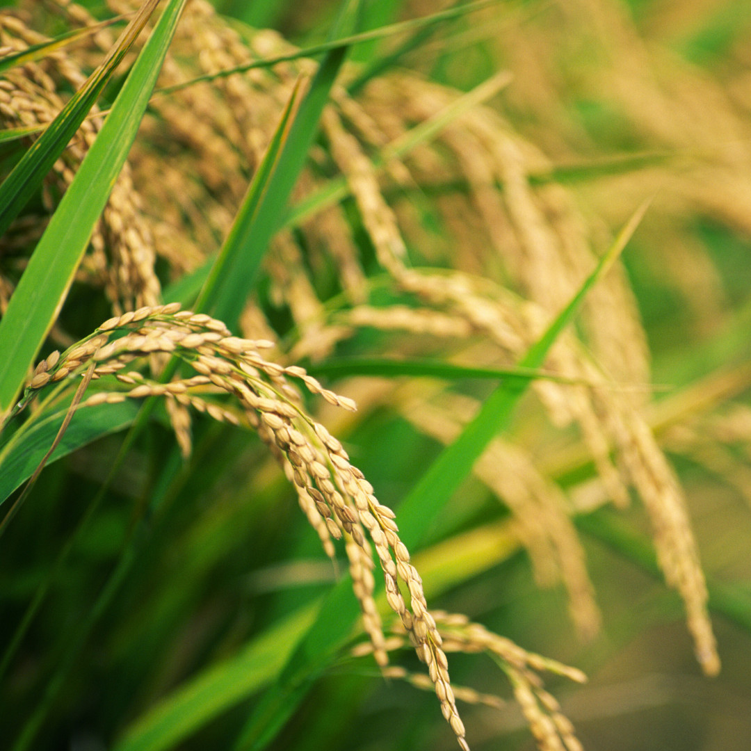 Fresh Yukimochi Rice Seeds | Short Grain | Heirloom Non-GMO | Grain Seeds