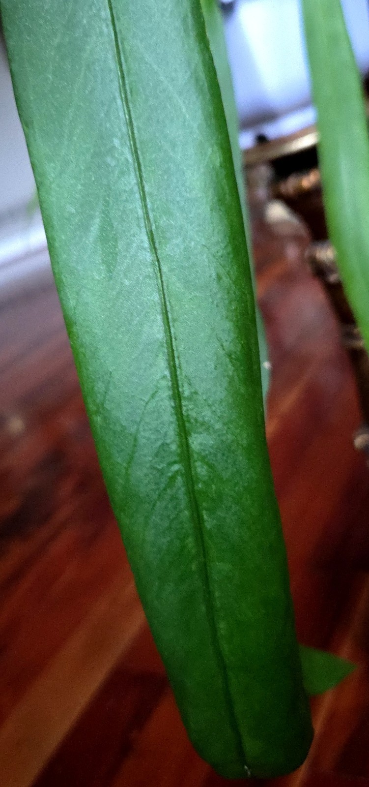 Rare XL Anthurium Vittarifolium 33″ Tall 28″ Leaves Not Philodendron Monstera