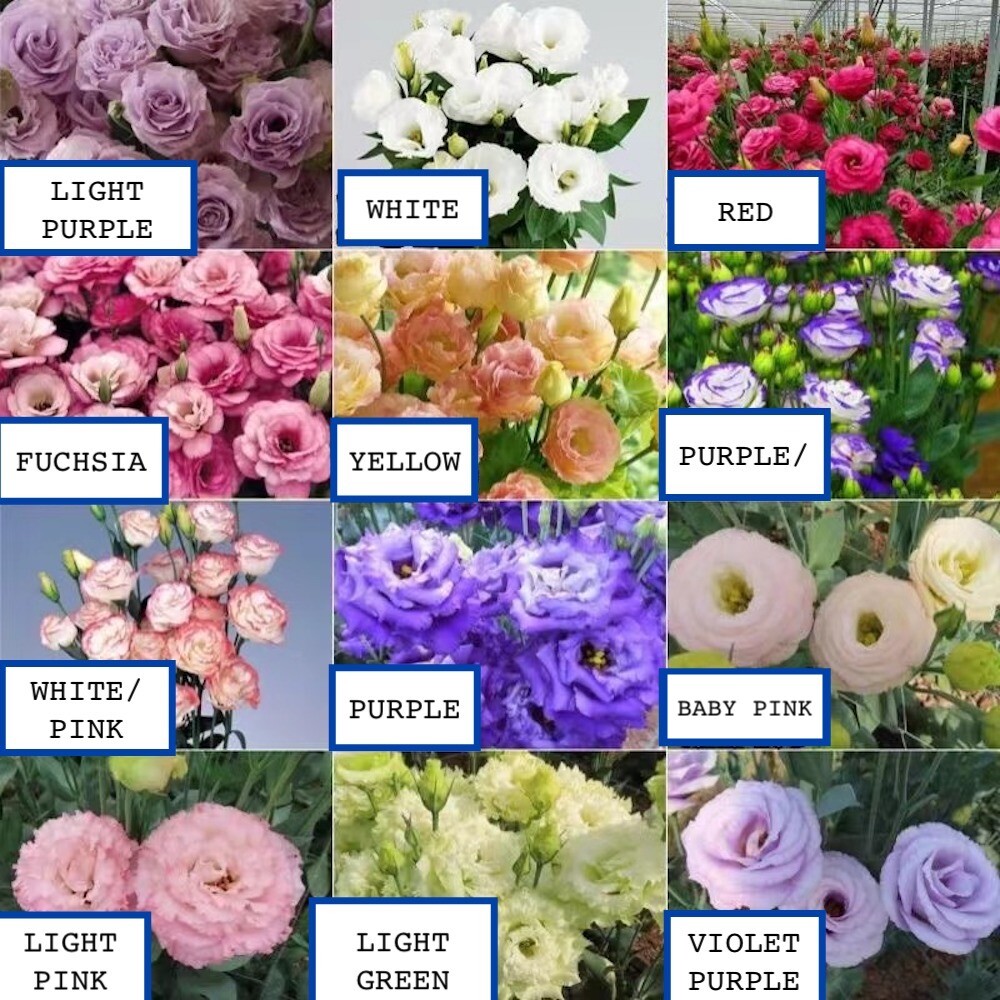 25pc LISIANTHUS SEEDS Garden Plant Flower bed exotic USA seller FREE shipping