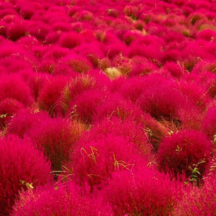 Red Globe Burning Bush Seeds – For 2026 Planting Kochia Scoparia Summer Cypress