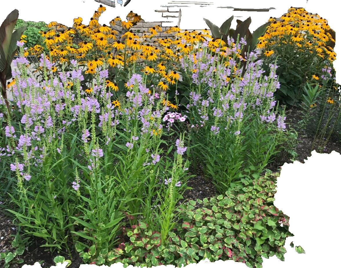 5 Black Eyed Susan Fresh perennials plant Bare Roots