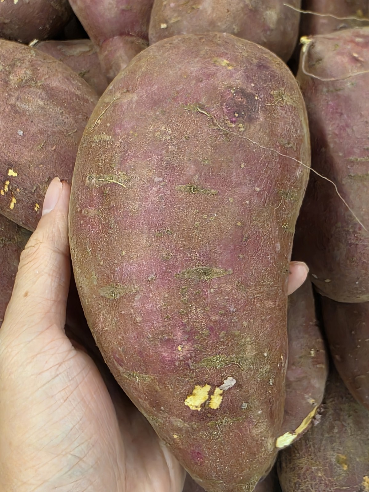 Japanese Murasaki Sweet Potatoes – 5 LB | Red Skin, White Flesh | Premium Tubers