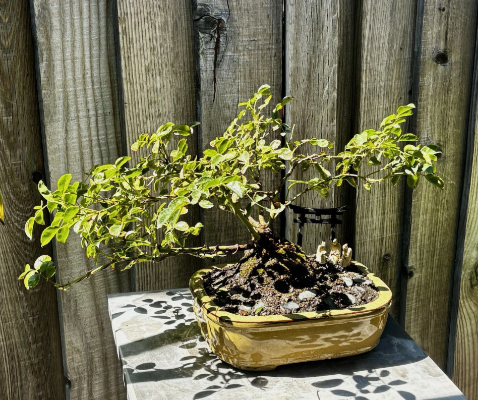 12 YEAR OLD JAPANESE BOXWOOD BONSAI TREE BY IN A 10” CERAMIC POT- FREE SHIPPING