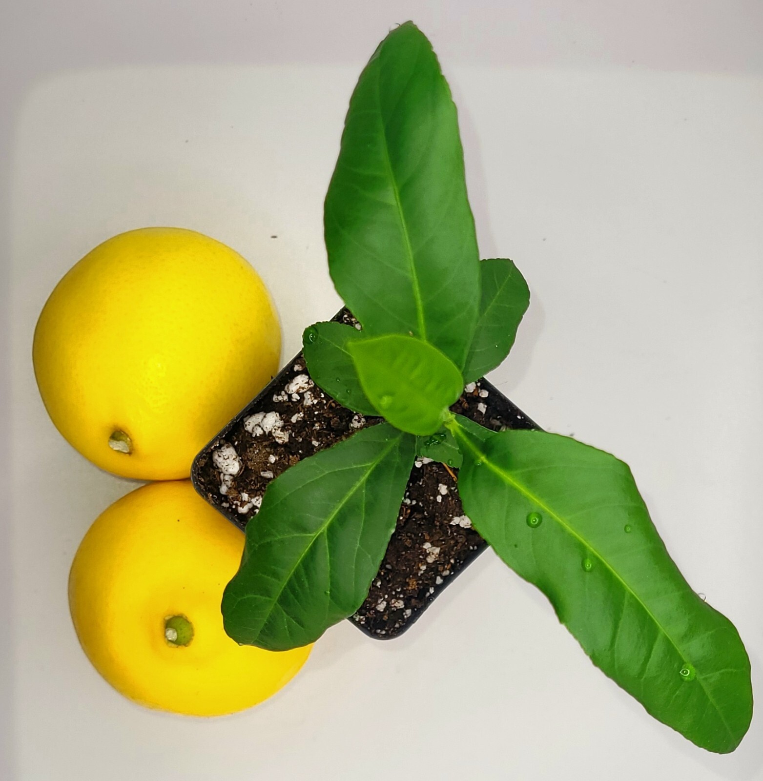 Meyer lemon seedlings, 3-5 inches tall
