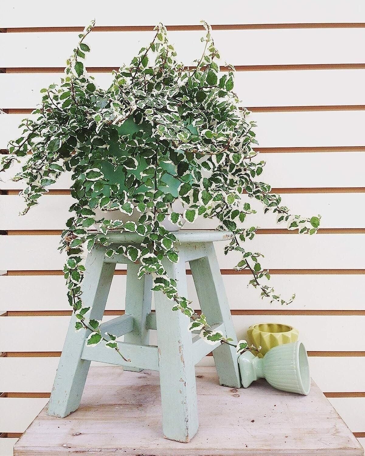 Creeping Fig Variegated | 2 Inch | Ficus pumila | Low Maintenance | Hardy