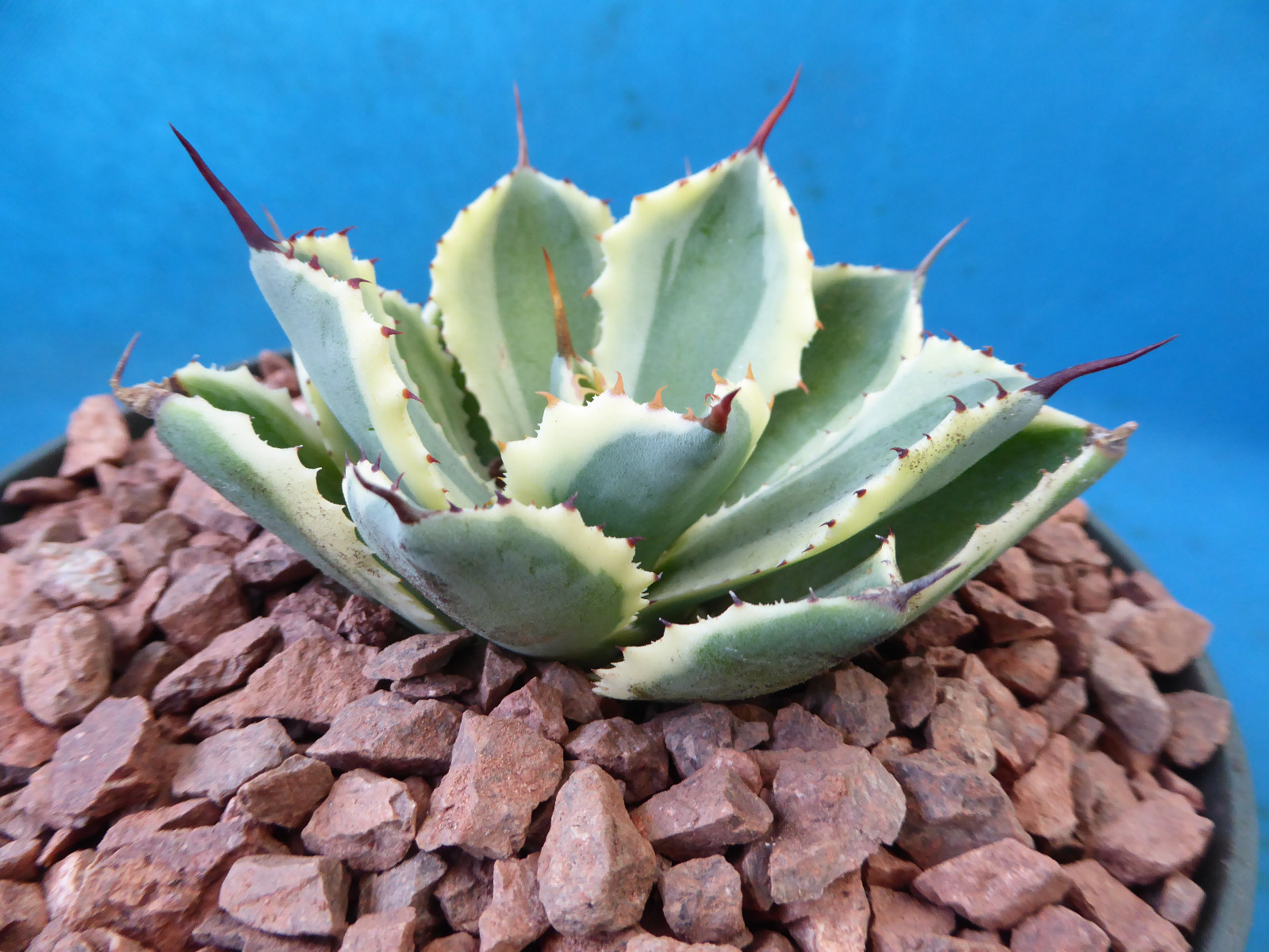 Agave “Desert Diamond” Variegated Sport of “Kissho Khan” Superb Succulent! 2″-3″