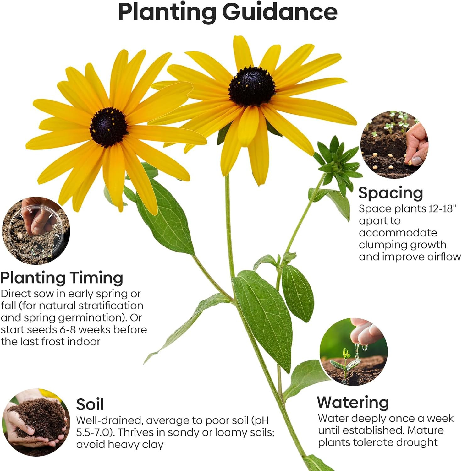 Black Eyed Susan Seeds, 7500+ Perennial Flower Seed to Plant Indoor & Outdoor, A