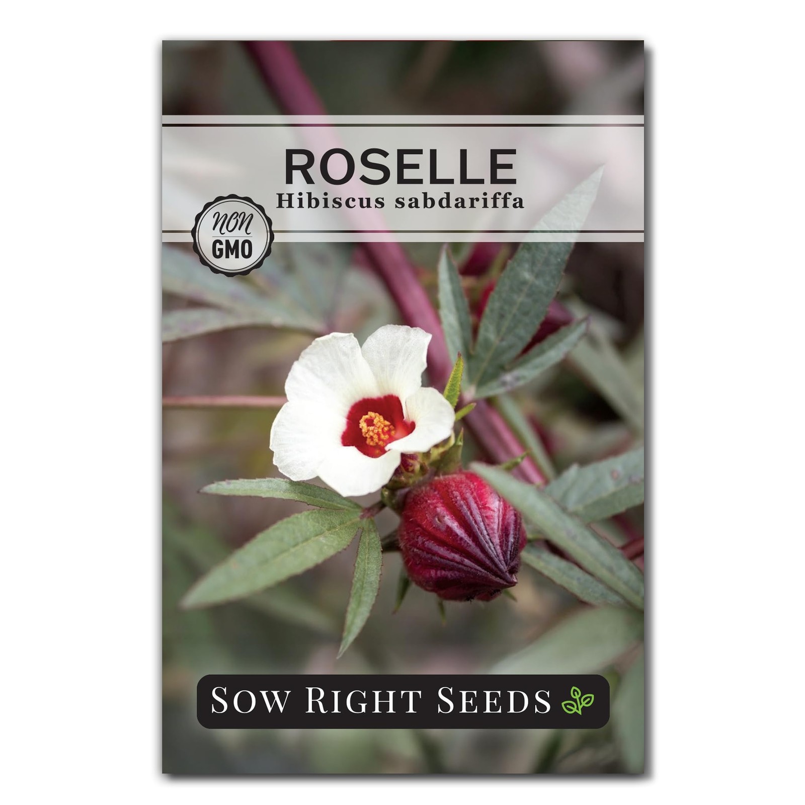 Sow Right Seeds – Roselle for Planting – Hibiscus Yellow, Red