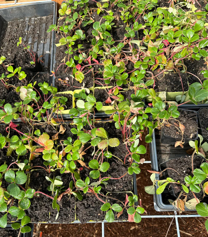 Wild Strawberry Live Plant – 3-6″ Tall – 3″ Pot – Sweet Alpine Strawberry