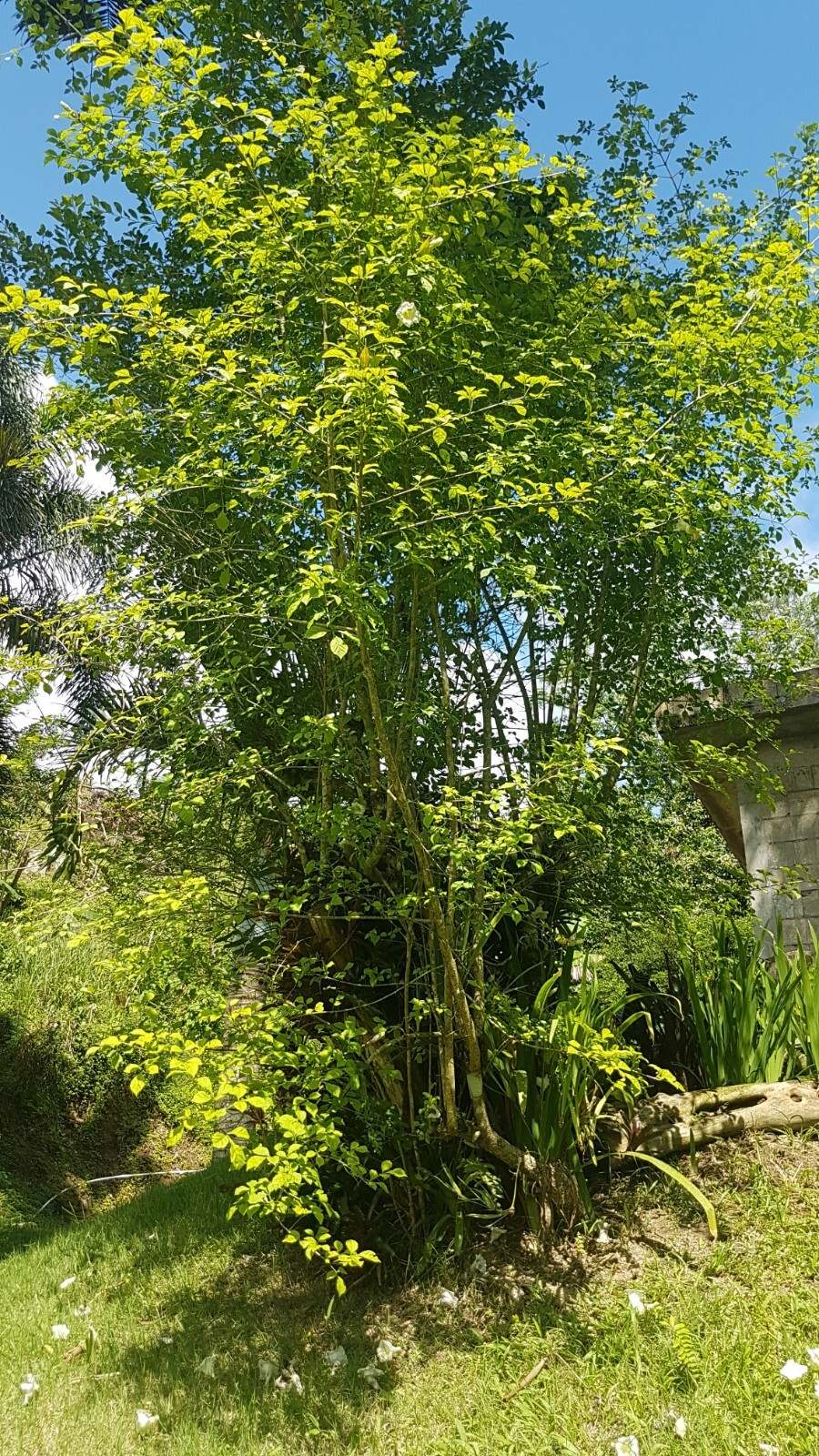 Parmentiera cereifera~Árbol de Vela~Candle Tree~Live Plant~ 10″ to 12″ inches