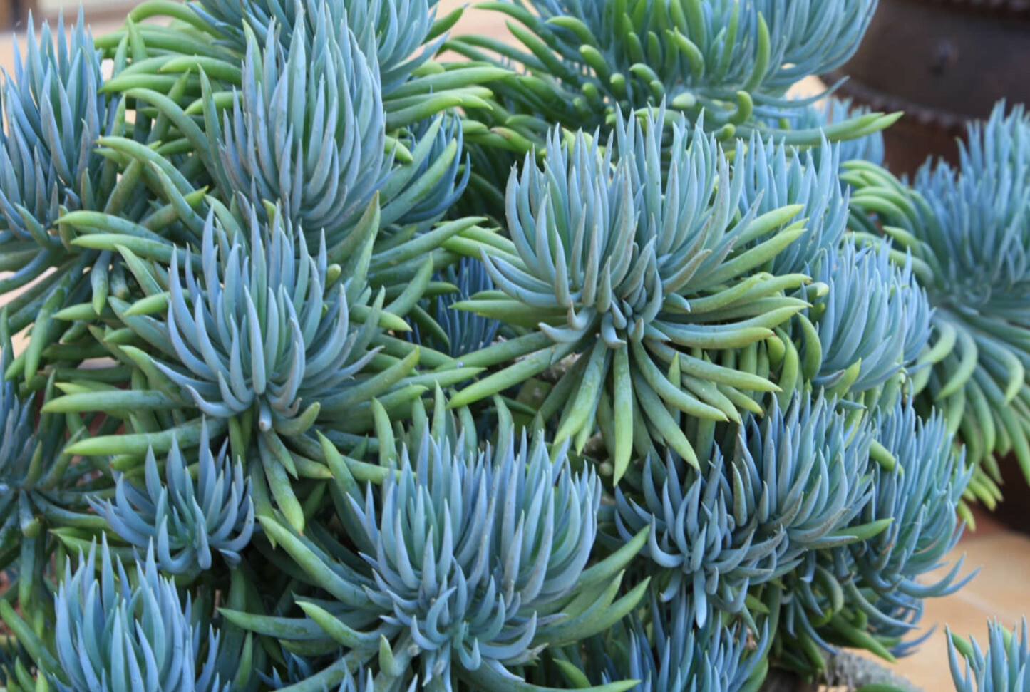 1 Senecio Vitalis Blue Serpents Mermaid’s.Tail Chalk Fingers Succulent Cutting