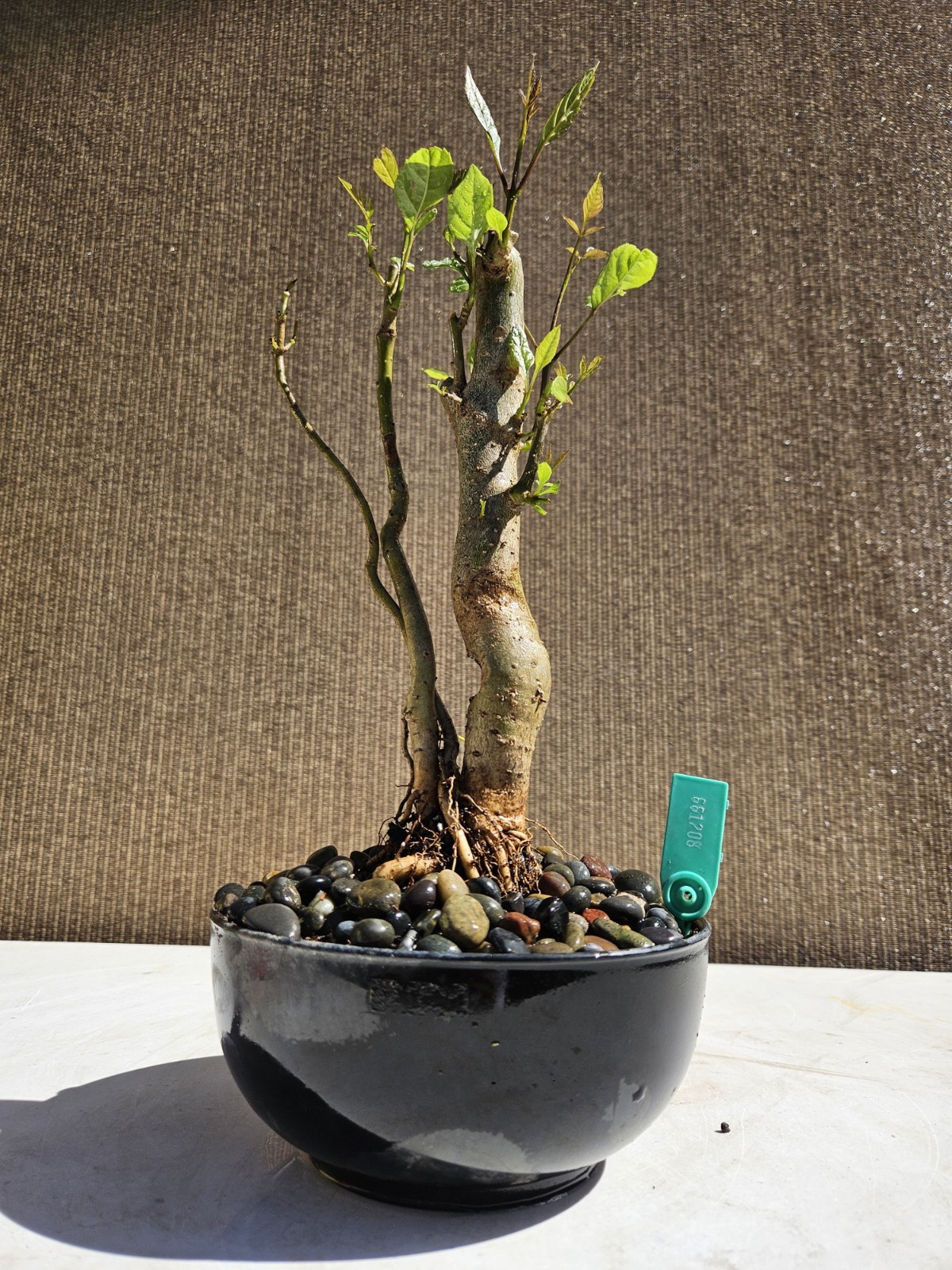 Old European Ash Bonsai Tree,,, SALE