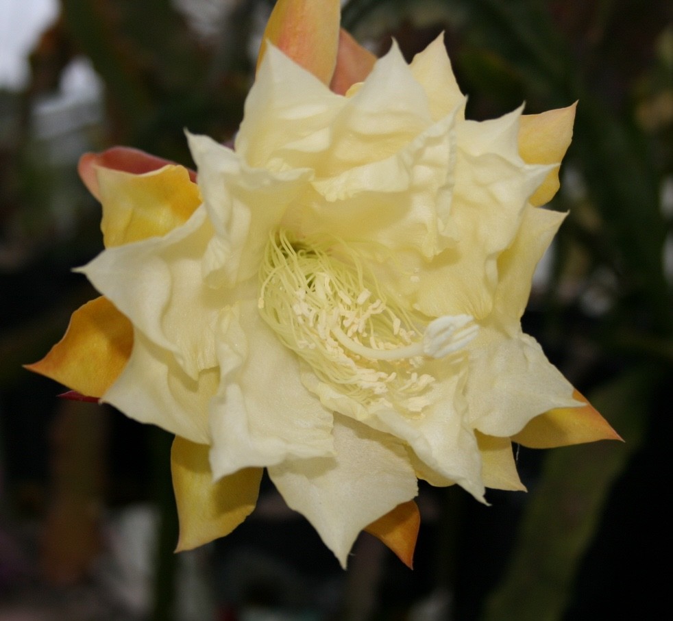 Epiphyllum, Orchid Cactus, ” JILL’S JEWELS “, Don’s Quart pots JULY/1