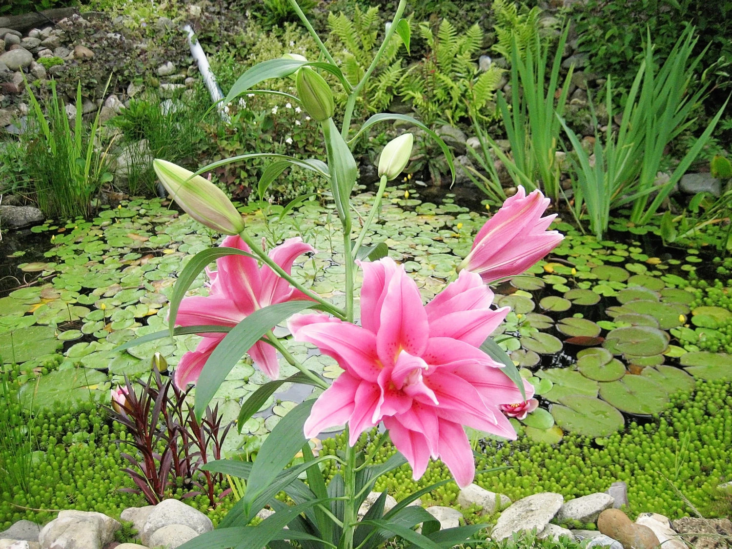 10 Oriental Rose Lily “Elena” Big Double Blossom