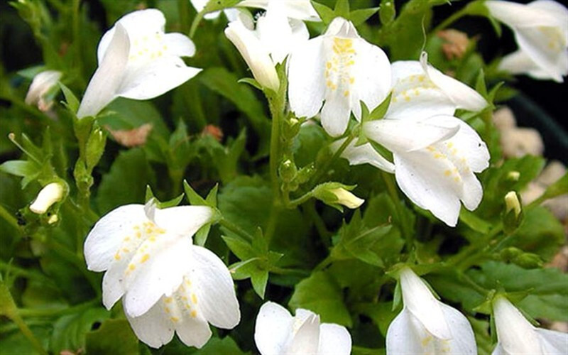 Mazus reptans Alba White 25 Plants in 3-1/2 inch Pots