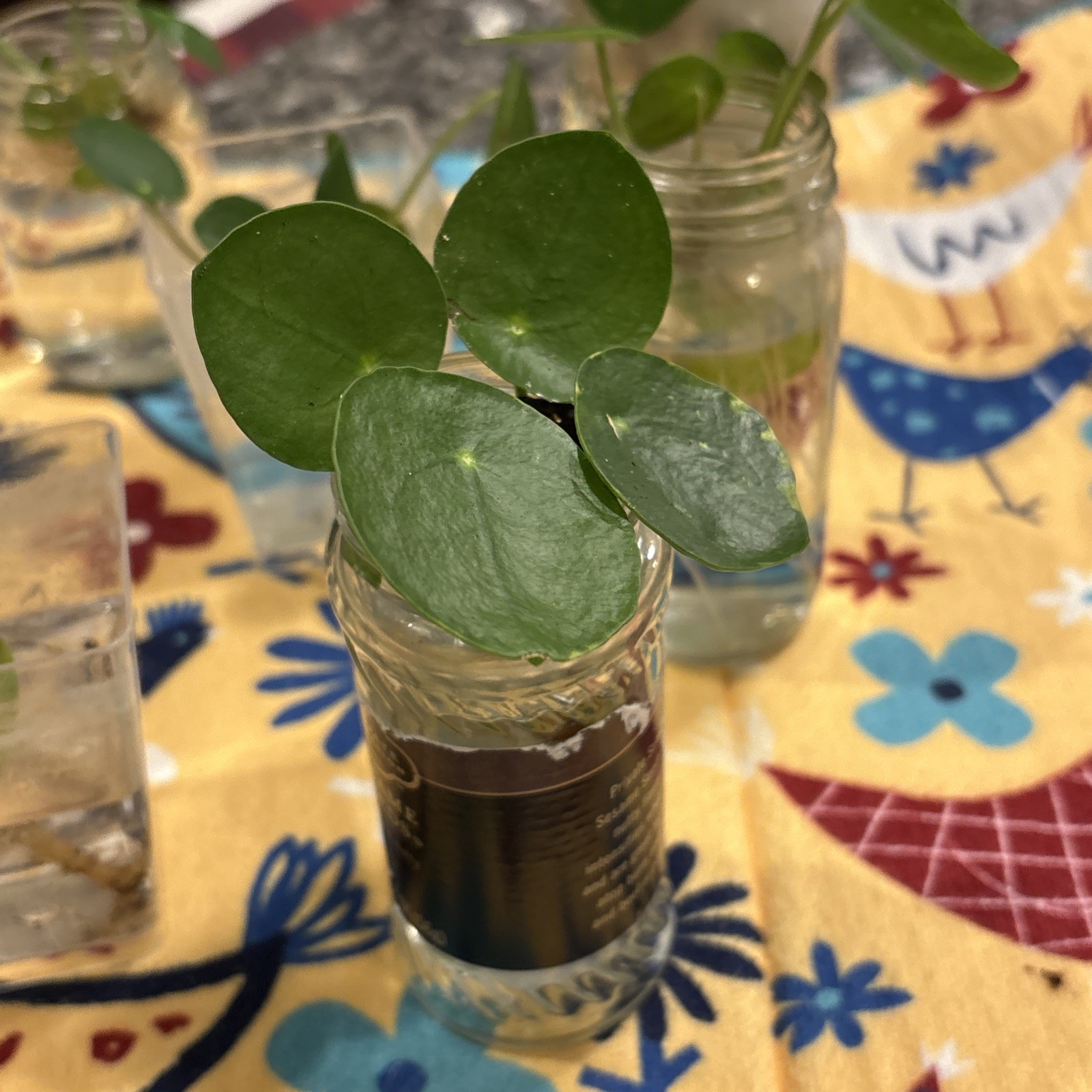 (1) 🪴CUTE Rooted Chinese Money Plant – Pilea Peperomioides – EASY GROW🌱