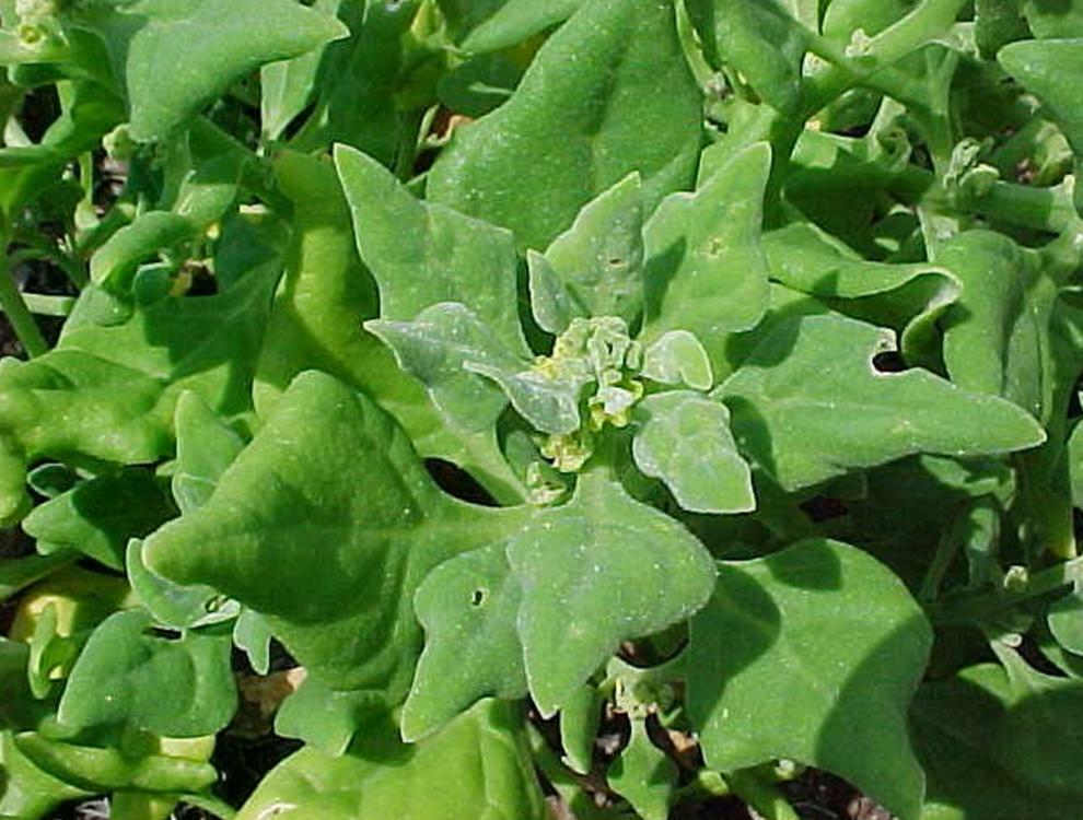 New Zealand Spinach Seeds, Perennial, HEAT & DROUGHT TOLERANT, Only Fresh Seeds