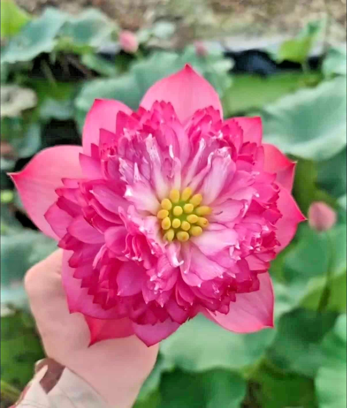 5 MAUVE JADE LOTUS SEEDS – Nelumbo Nucifera