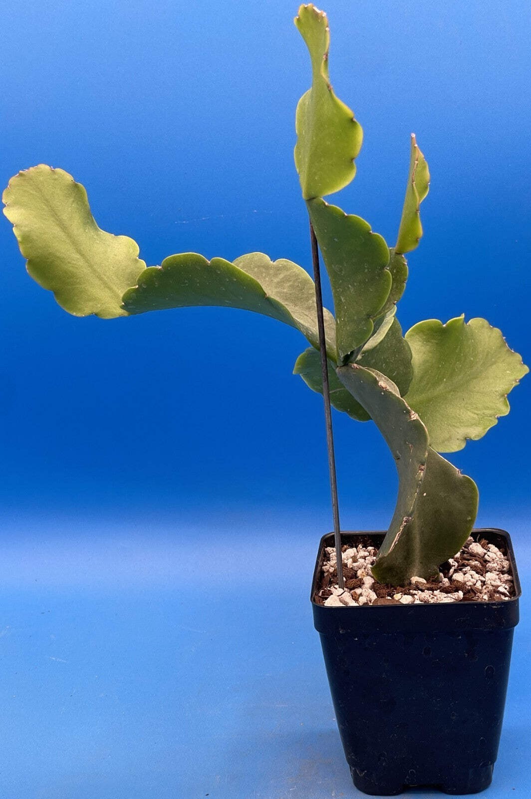 Rhipsalis Oblonga Cactus Ready For Hanging Basket – Well-Rooted In 3.5″ Pot!