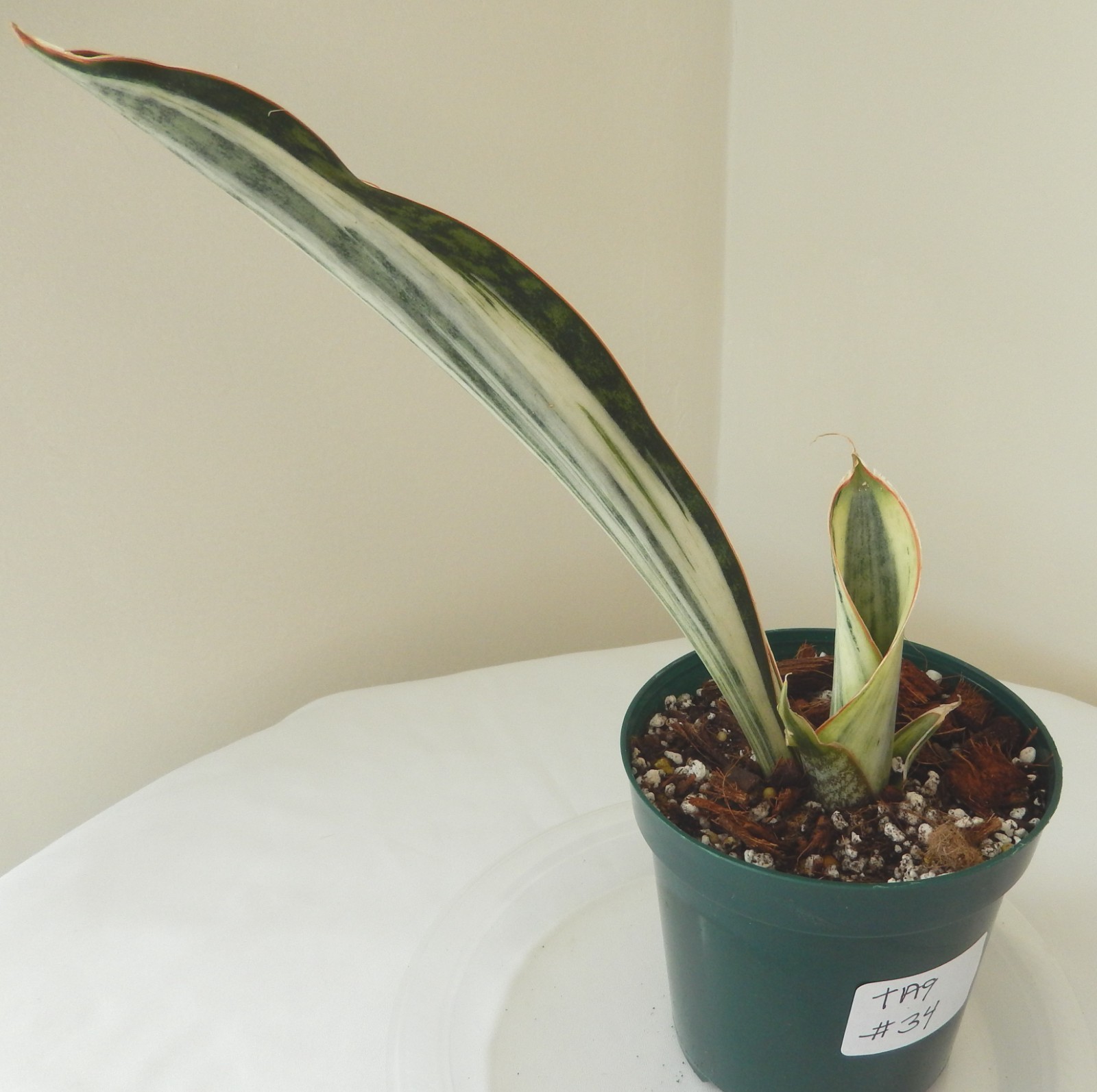 White Variegated Whale Fin Sansevieria Rooted In 4″ Pot Tag #34