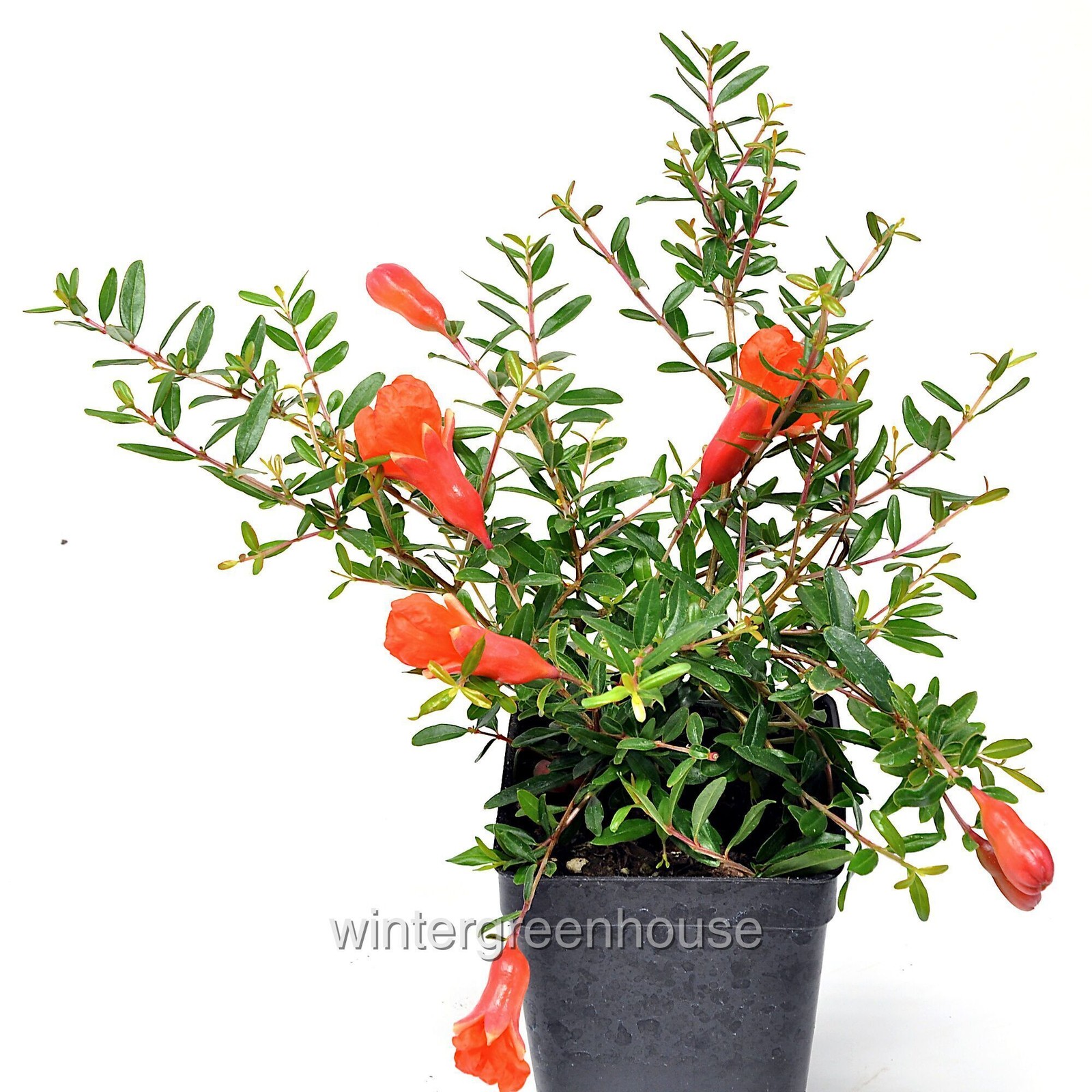 Punica granatum nana, Bush, Dwarf Pomegranate, Container Size: 3″ (2.6×3.5″)