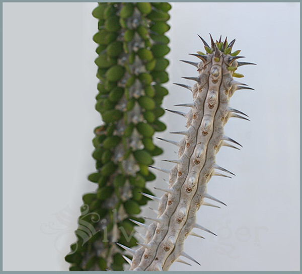 • Alluaudia Procera — Madagascar Ocotillo — NOT SEEDS! : HEALTHY LIVE PLANTS