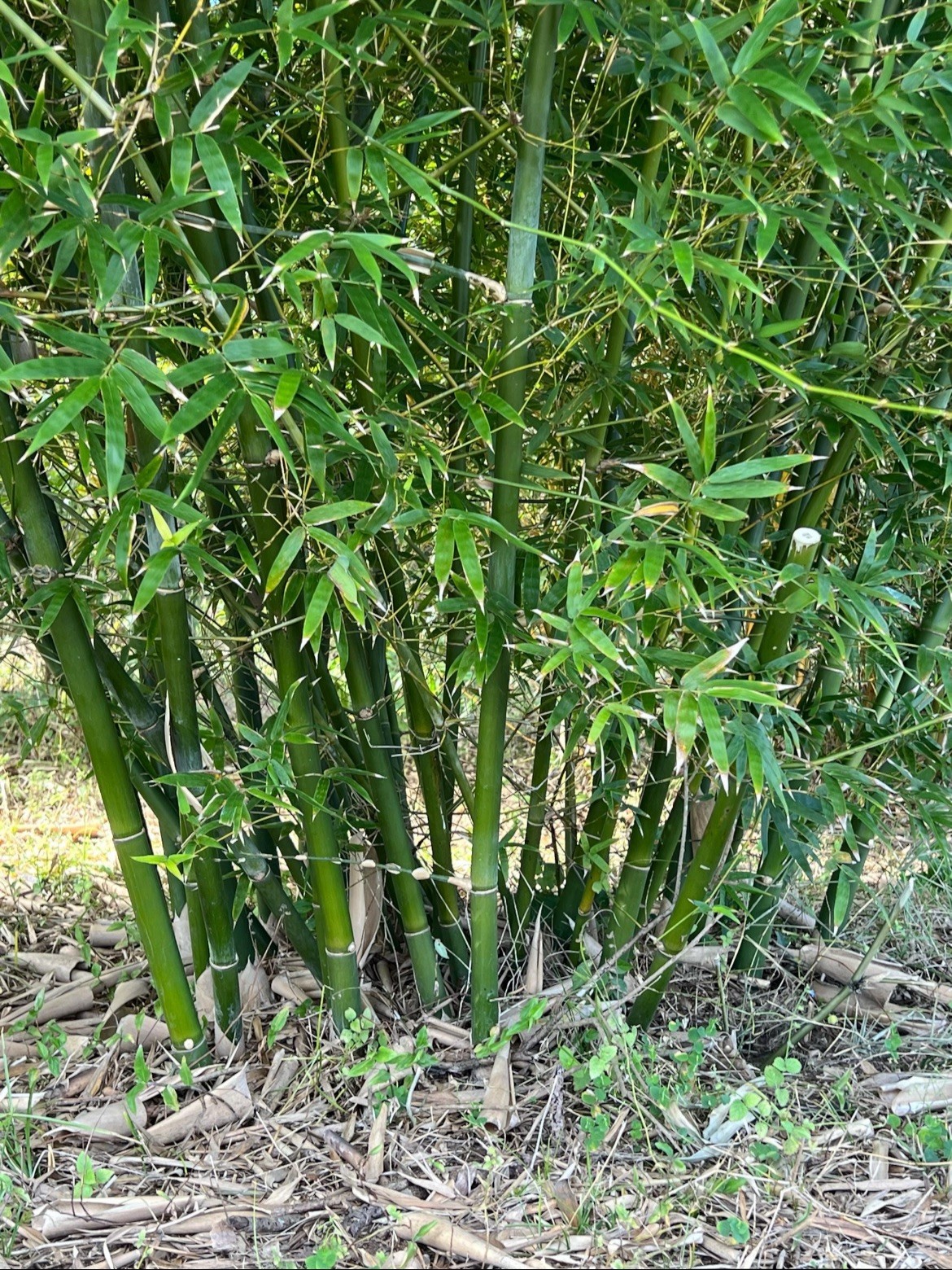 Seabreeze Mid-Size Timber Valued XL Rhizome Division