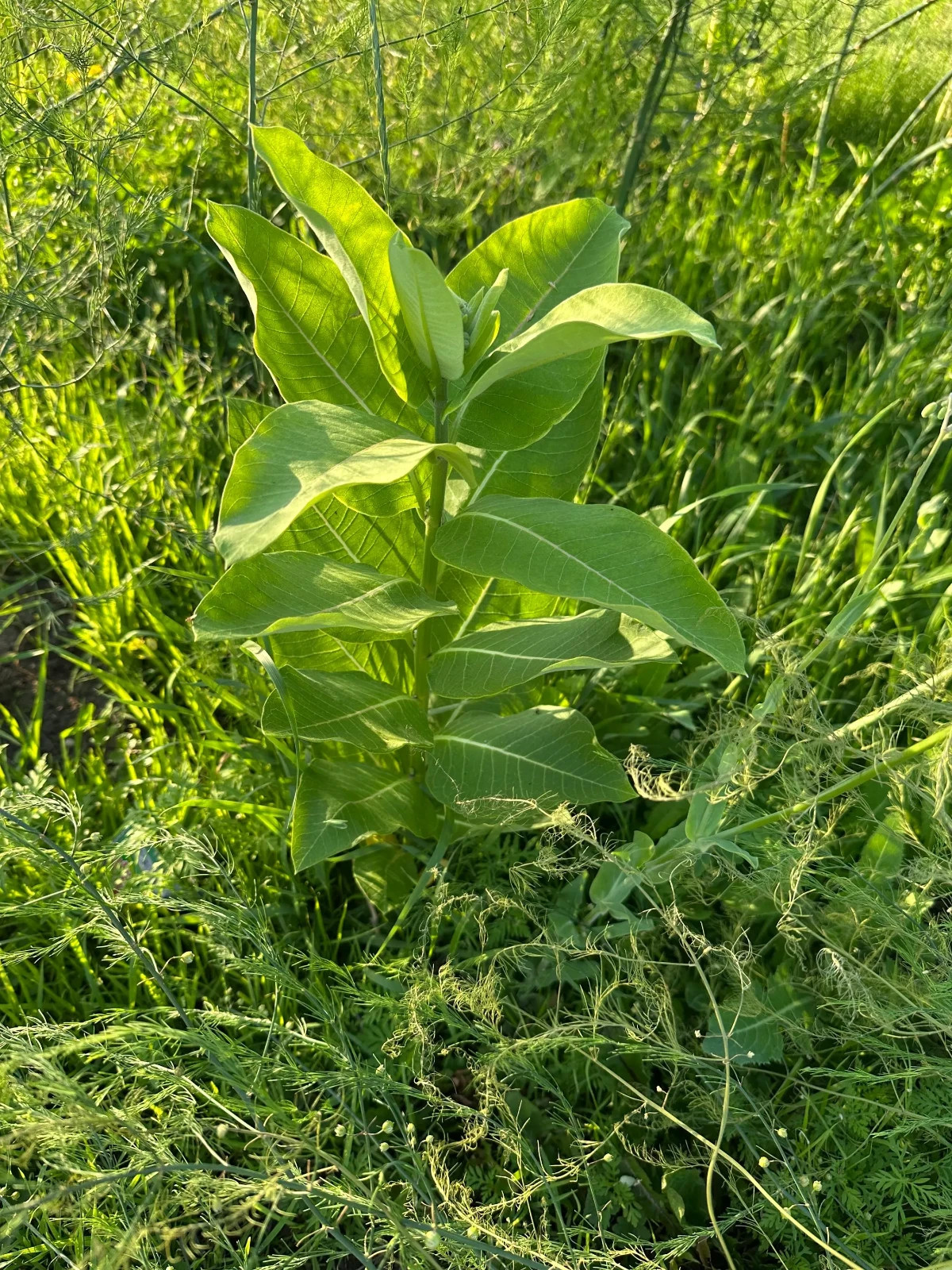 Milk weed leaves- monarch butterfly
