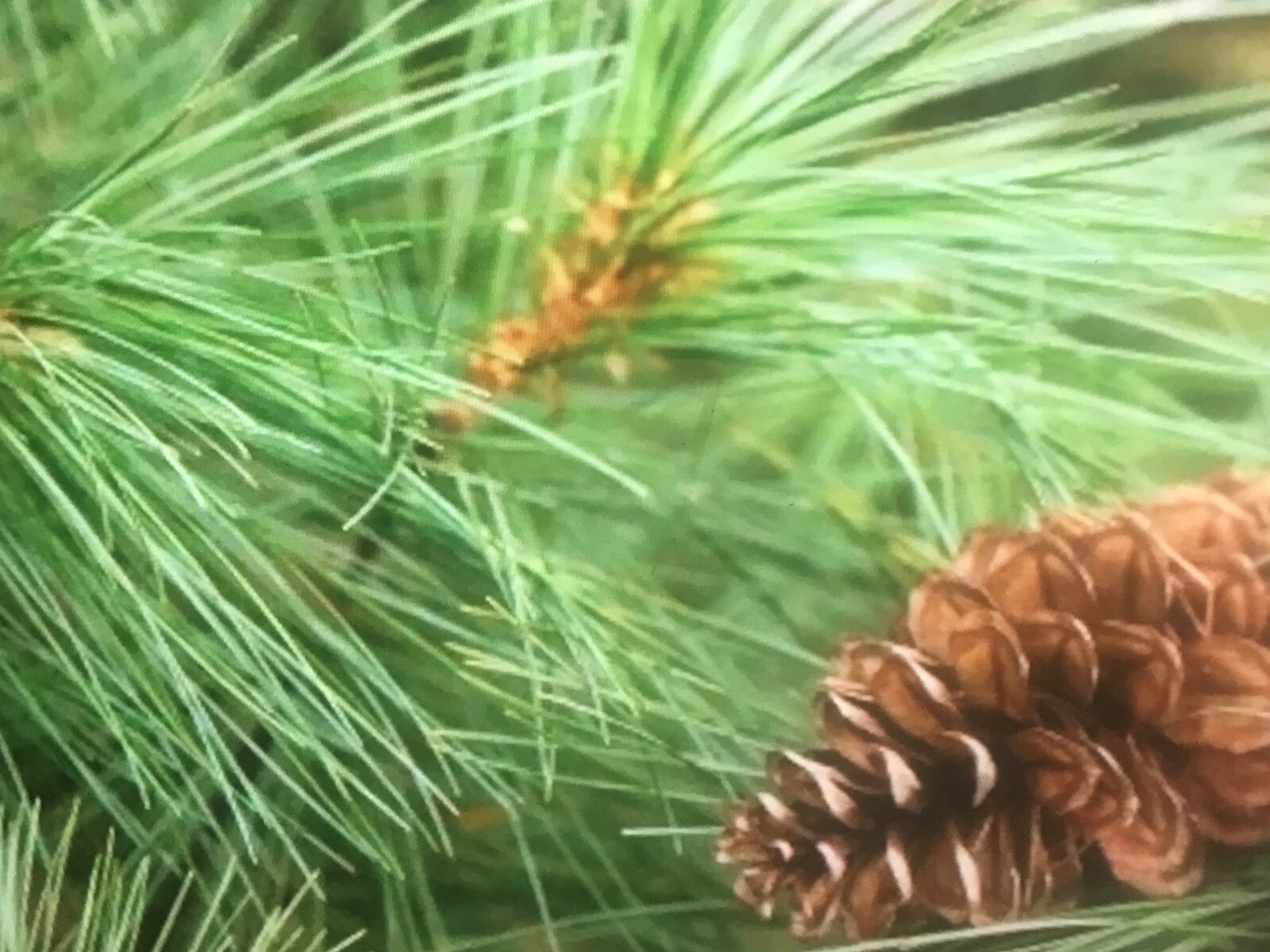 60 Wedding Favors Live White Pine Starter trees 6″-8″in.tall transplant seedling