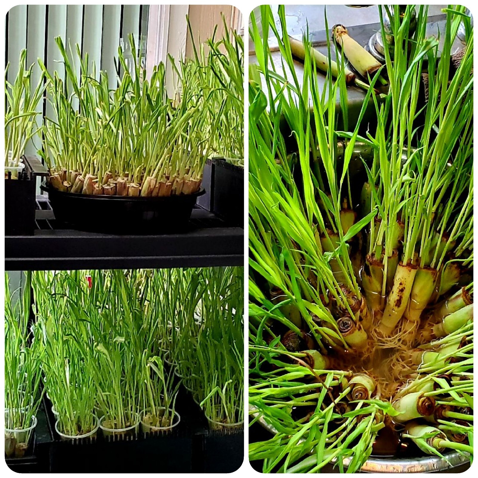 5 Rooted Lemongrass Plants FREE Papaya Seeds, Organic, Cymbopogon Citronella