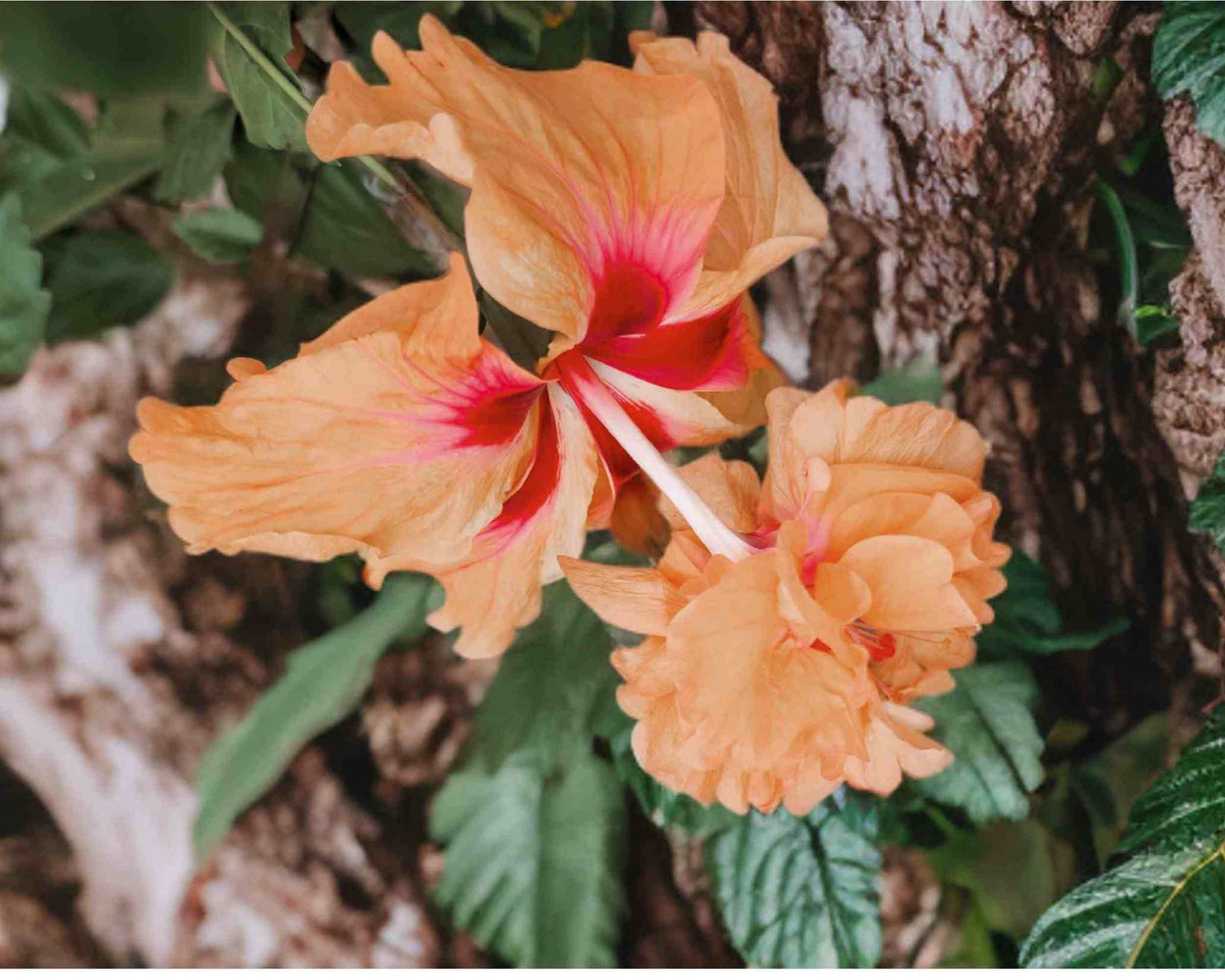 PEACH ORANGE Lions Tail Tropical Hibiscus Plant Rare Unusual Pom Pom Flower
