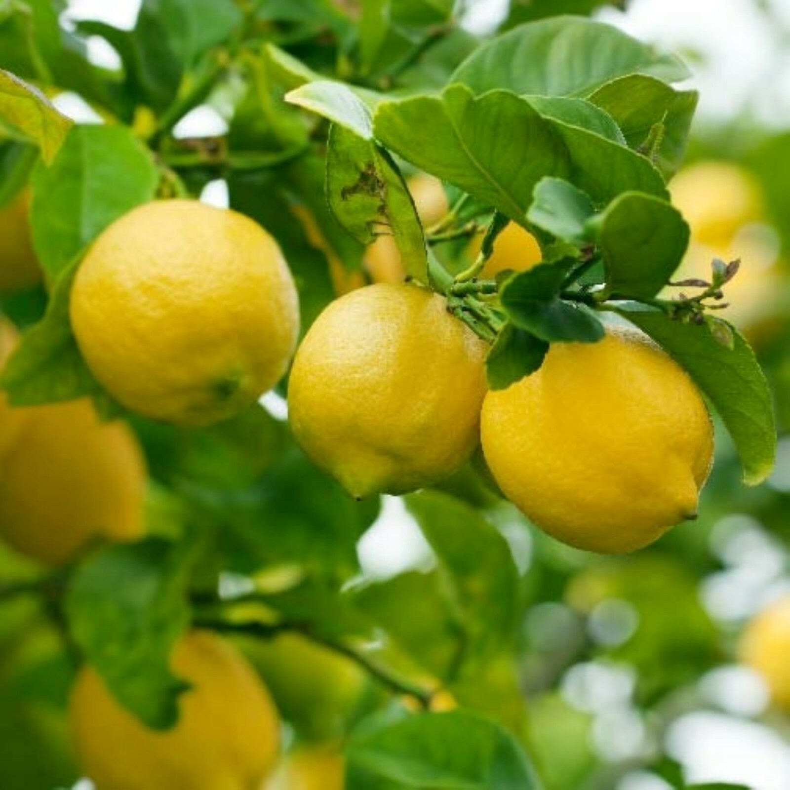 Eureka Lemon Tree, 24-36″ tall, grafted, Can not send to Az, Ca, Fl, La, Tx, Hi,