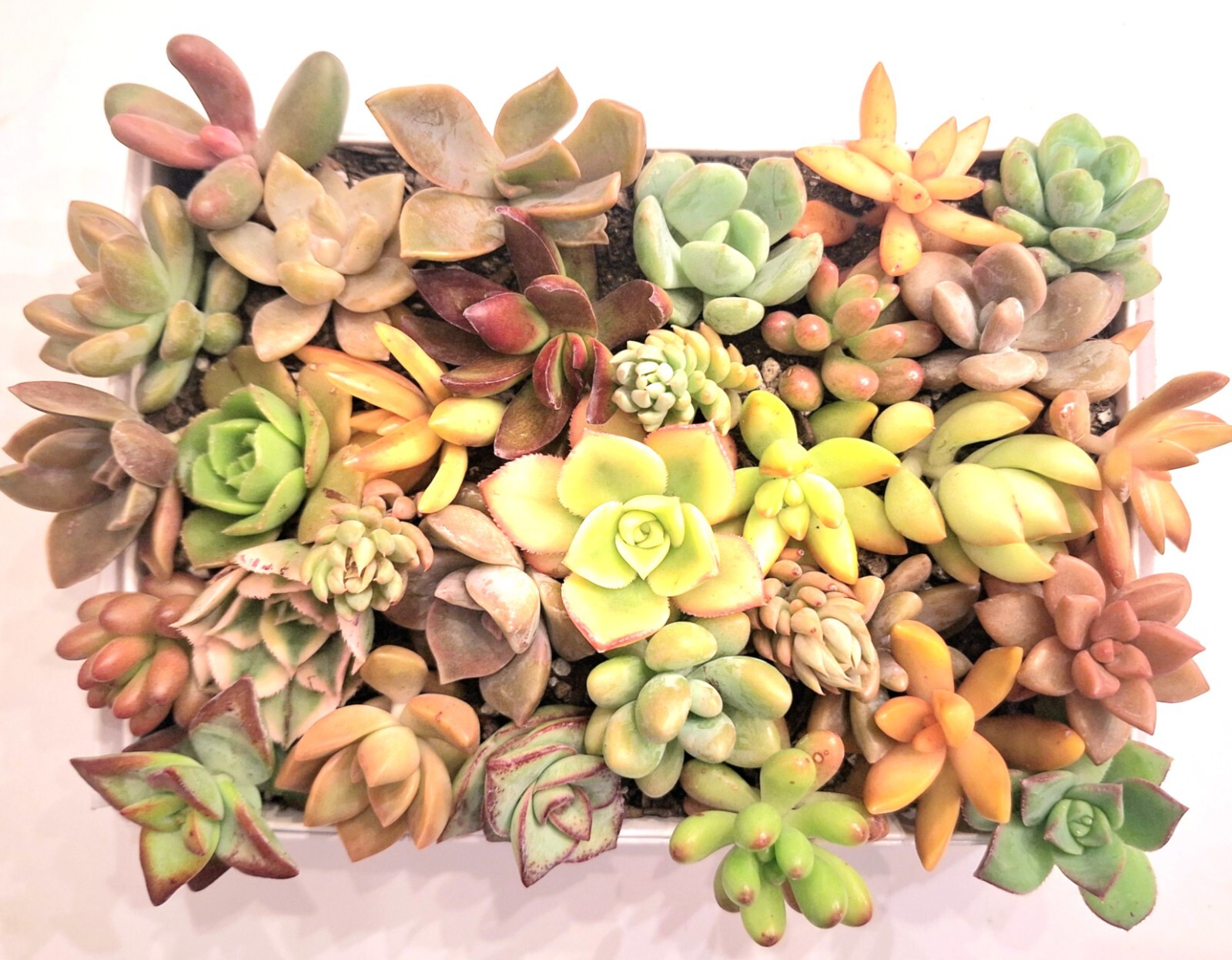 30+ ROSETTES 30 (!) Varieties Succulent 1-2 inch Cuttings Free Ship 2+ Lots