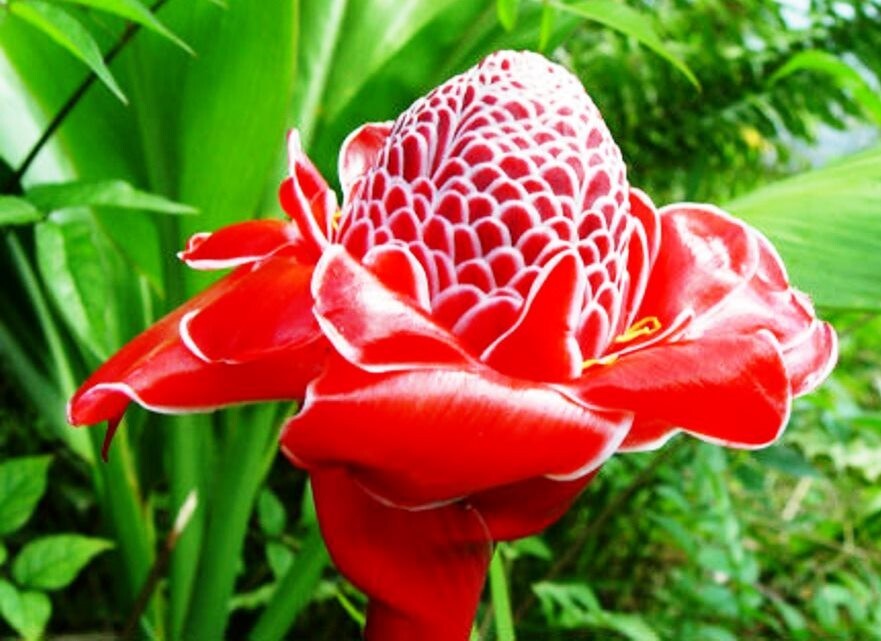 RED TORCH GINGER ETLINGERA LIVE RHIZOME TROPICAL