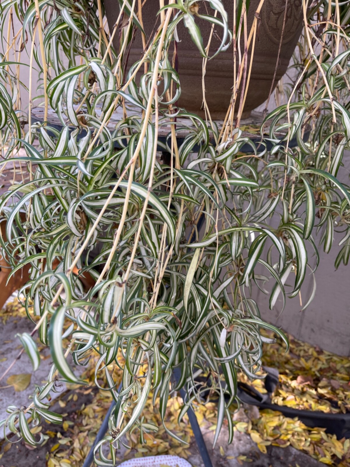 8 Variegated spider babies cuttings