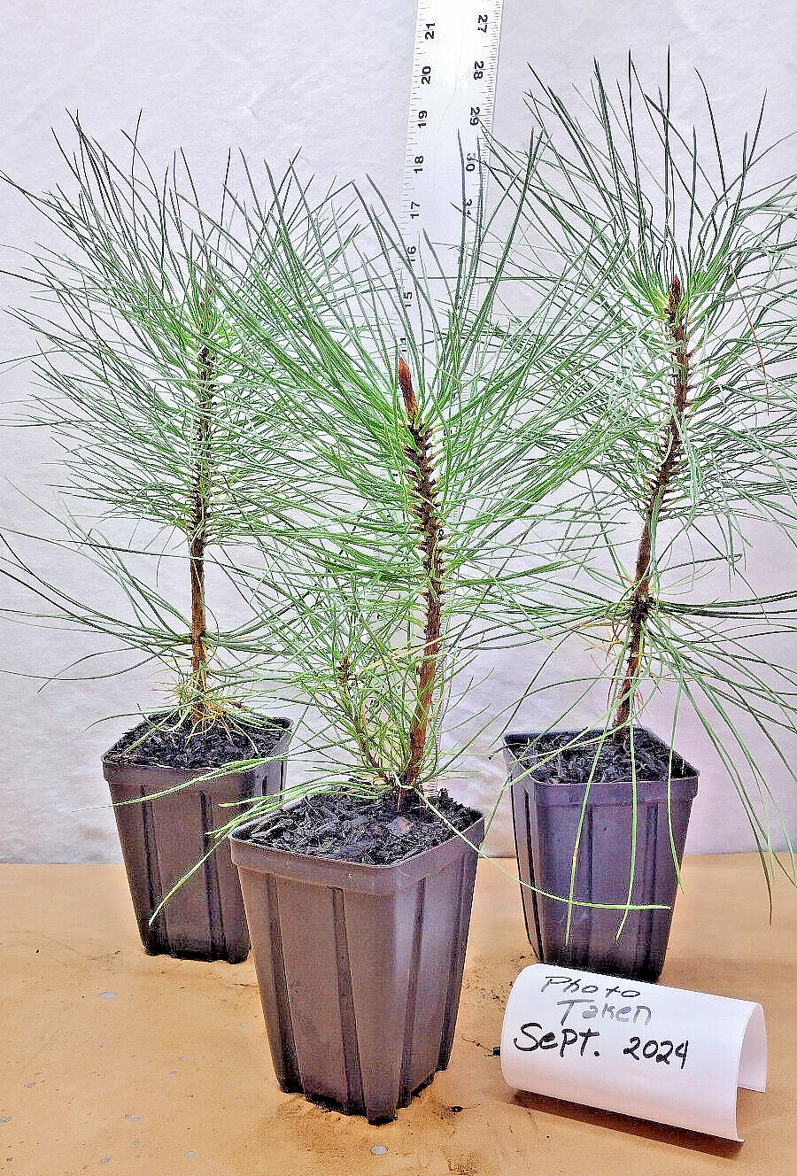 Ponderosa Pine Native Christmas Tree in small nursery pot. Pinus.